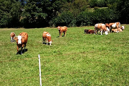 Unsere Kühe auf der Weide